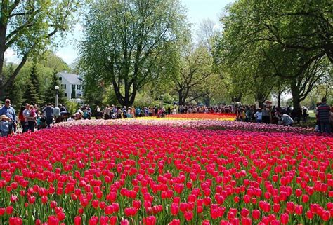 Things to Do at the Canadian Tulip Festival 2017