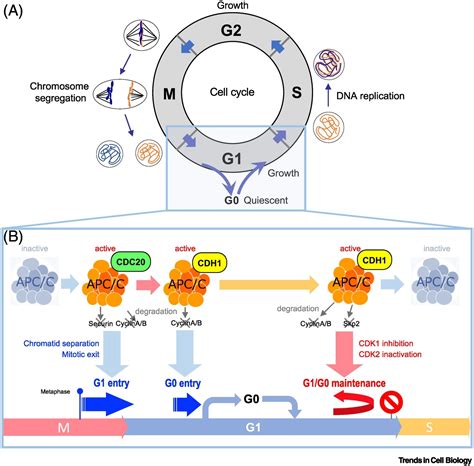 APC/C Ubiquitin Ligase: Coupling Cellular Differentiation to G1/G0 Phase in Multicellular ...