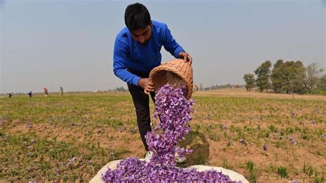 Saffron Plant Farm