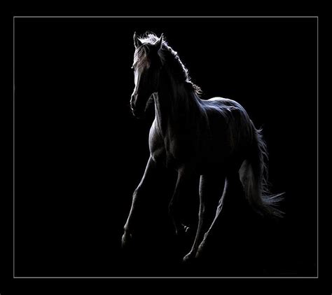 Black Horse, HD wallpaper | Peakpx