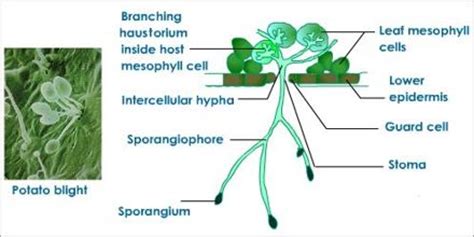 Heterotrophic Nutrition - Assignment Point