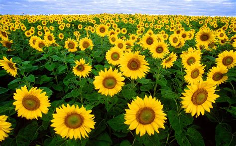 sunflower sunflower field flora field flowers 4k HD Wallpaper