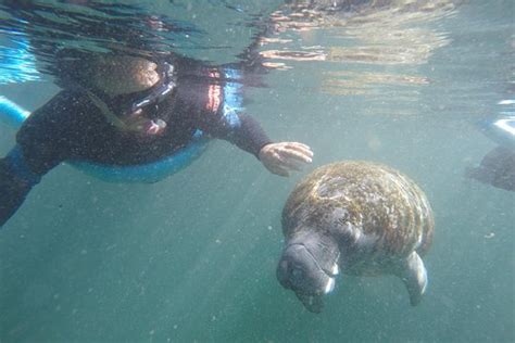 TripAdvisor | Crystal River Manatee Snorkeling Tour provided by Gulf ...