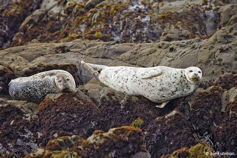 Harbor Seal – Joe Fuhrman Photography