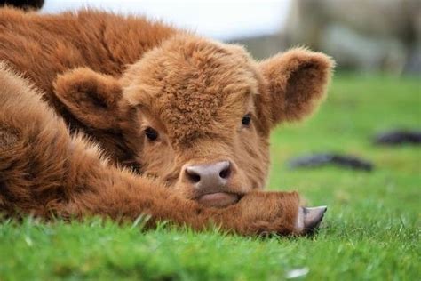 20+ Adorable Photos of Fuzzy Highland Cattle Calves