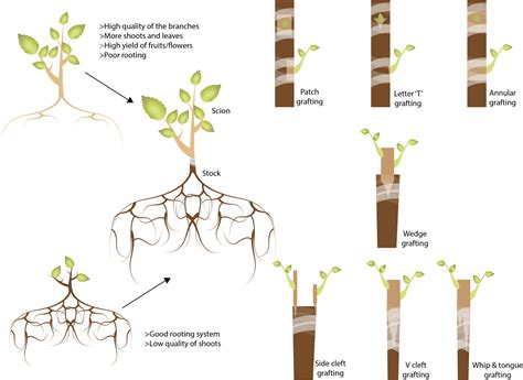 Plant propagation - grafting - Plant Biotechs