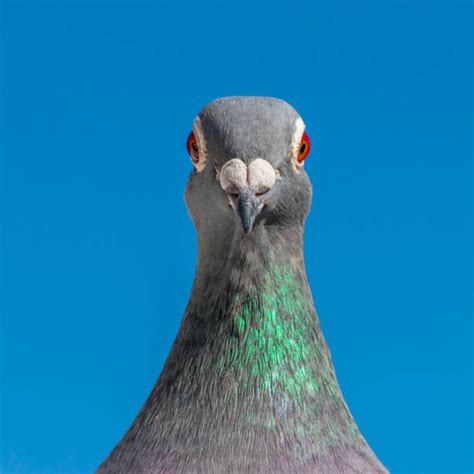 10,500+ Pigeon Head Stock Photos, Pictures & Royalty-Free Images - iStock