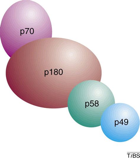 Eukaryotic DNA primase: Trends in Biochemical Sciences