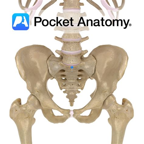 Sacrum - S1 - Pocket Anatomy