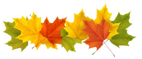 Transparent Fall Leaves PNG Picture | Gallery Yopriceville - High-Quality Free Images and ...