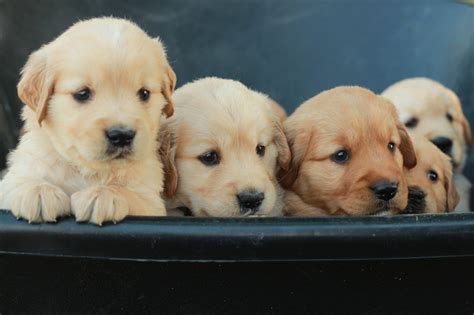Reserve your golden retriever puppy from Windy Knoll Golden Retriever ...