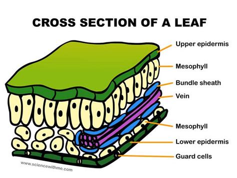 Learn about Leaves | ScienceWithMe! | Science for kids, Leaf lessons, Photosynthesis