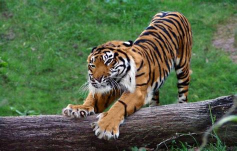 Wallpaper nature, tiger, claws images for desktop, section кошки - download