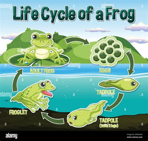 Frog Life Cycle Infographic Diagram Stock Vector Illustration Of ...