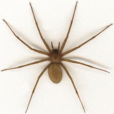 Male Brown Widow Spider Facts