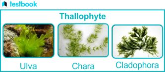 Thallophyta: Characteristics, Division, and Examples | Testbook.com