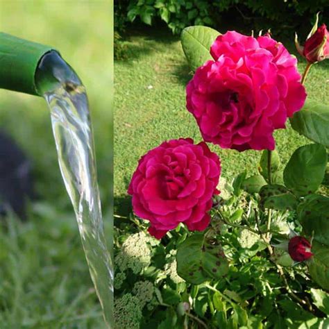 How Best to Water Roses (7 Useful Tips) – Gardener Report