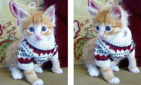 Literally Just 10 Festive Photos of Cats in Tiny Christmas Sweaters ...