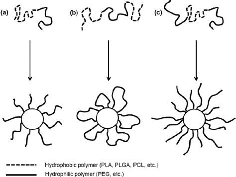 Structure of nano-sized polymeric micelles formed by amphiphilic... | Download Scientific Diagram