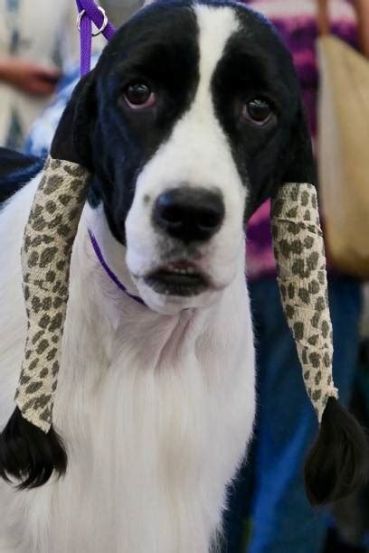 100+ Springer Spaniel Haircut Stock Photos, Pictures & Royalty-Free ...