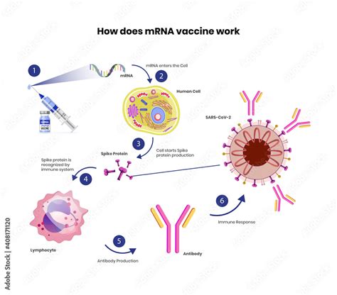 mRNA vaccine schematic illustration. Coronavirus vaccine mechanism of ...