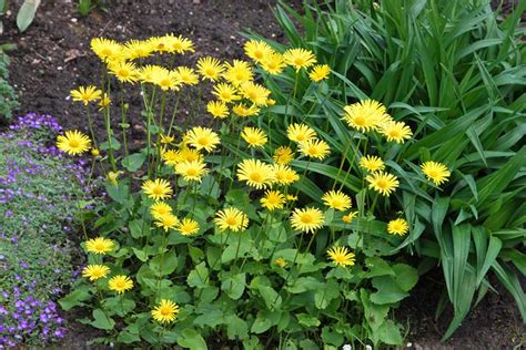 Perennial Plant With Yellow Flowers Identification - Plant ID - very ...