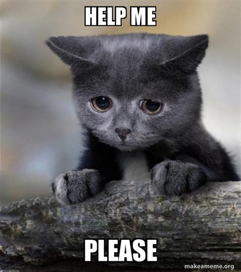 Help Me Please Cat