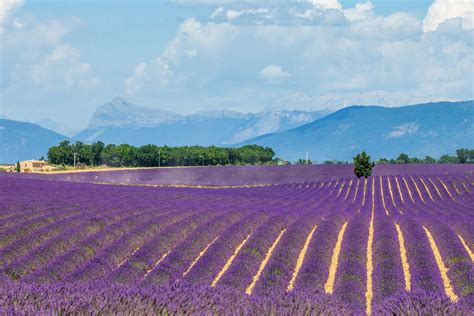 Aix-en-Provence & Valensole Lavender Tour from Marseille