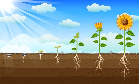 Diagram of Sunflower Growth Stages, Diagram showing how plants grow from seed to sunflower ...