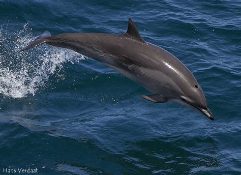 Clymene Dolphin | NatureRules1 Wiki | Fandom