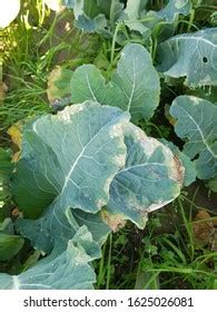 Symptoms Black Rot Cauliflower Stock Photo 1625026081 | Shutterstock