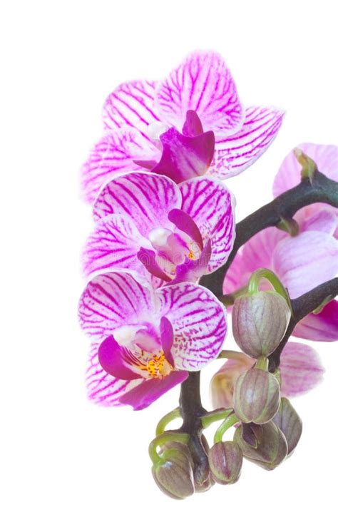 Bunch of orchids stock image. Image of petals, nature - 13378441