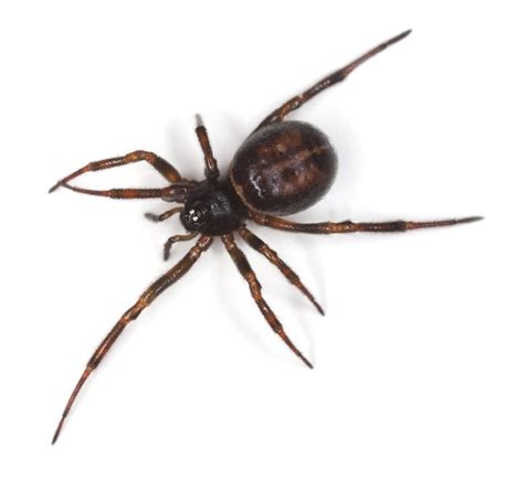 black widow spider facts for kids pic 4 : Biological Science Picture ...