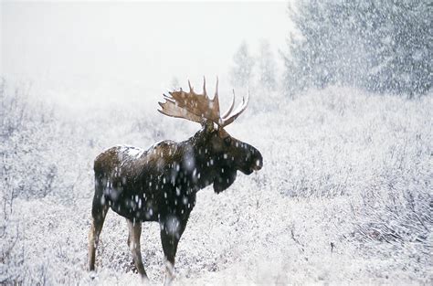 Bull Moose In Snow Photograph by Ken M Johns