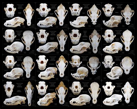 greyhound skull - Buscar con Google | Dog skull, Dog breeds, Dog anatomy