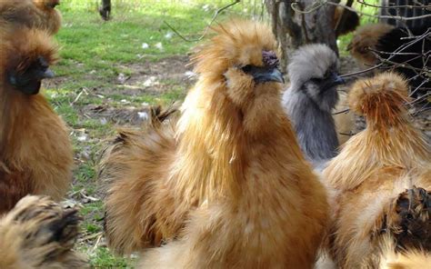 Silkie Chickens: Breed in Focus