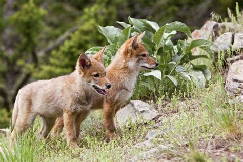 Two Coyote Puppies Royalty Free Stock Photos - Image: 27359188