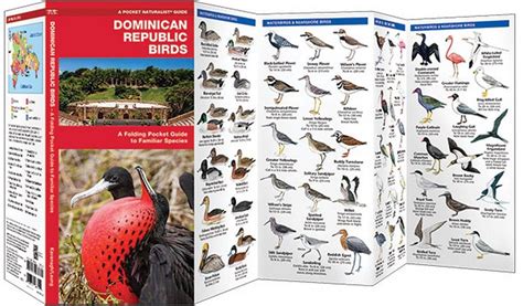 Dominican Republic Birds (Pocket Naturalist® Guide)