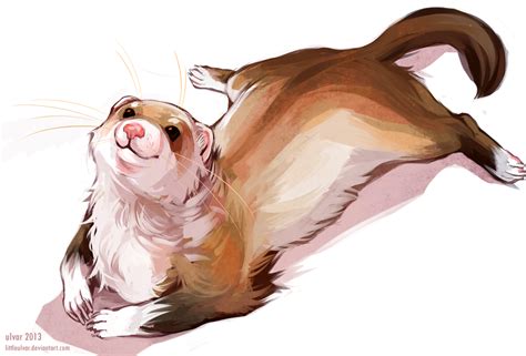 ferret by littleulvar on DeviantArt