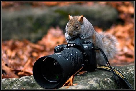 Animals with Cameras (30 pics)