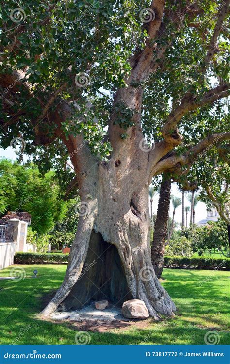 Sycamore Tree in Jericho stock photo. Image of green - 73817772