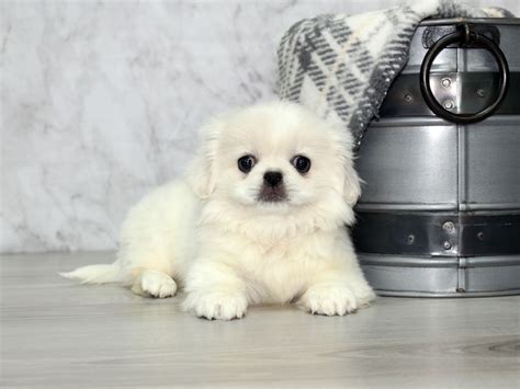 Pekingese-DOG-Male-White-2741764-Petland Lewis Center