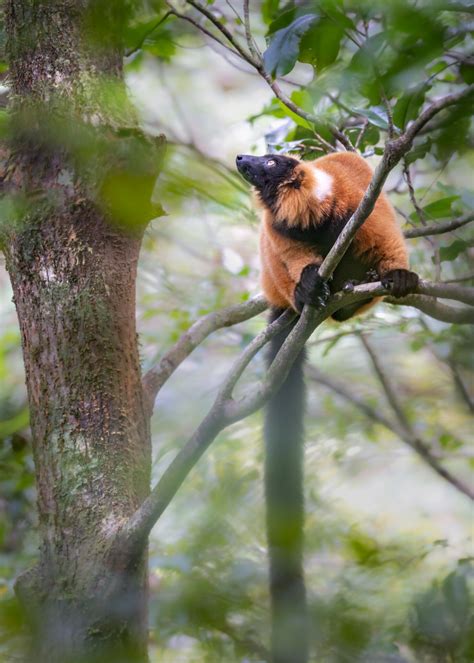 Wildlife Photography in Madagascar: What Gear Should you Bring? — Oxbow Photography