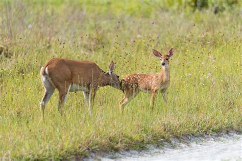 White Tailed Deer Taking Care of Fawn Stock Photo - Image of wetland, peacfuly: 278251622