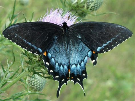 Eastern Tiger Swallowtail — wisconsinbutterflies.org