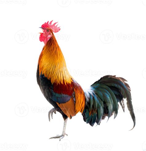 rooster isolated white background 10072281 Stock Photo at Vecteezy