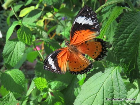 Variety, flitting make for fun visit to Sioux Falls Butterfly House - The Walking Tourists