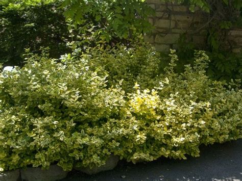 Canadale Gold Euonymus - Pahl's Market - Apple Valley, MN