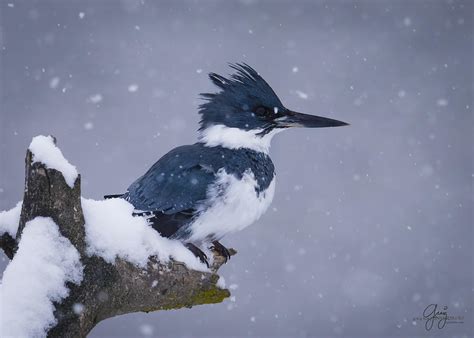 Belted Kingfisher in Snow - Profile Photograph by Greig Huggins - Fine Art America