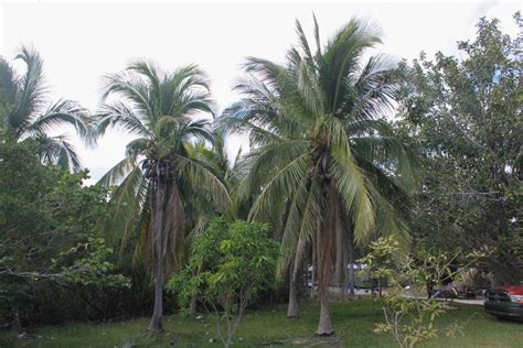 7 Best Coconut Tree Varieties to Grow in Your Garden or Backyard